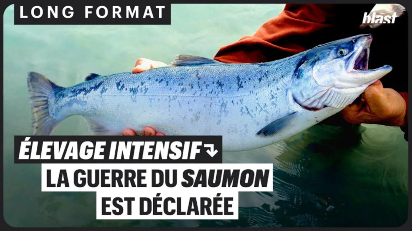 Élevage intensif : la guerre du saumon est déclarée
